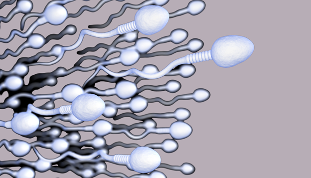 Image of sperm swimming
