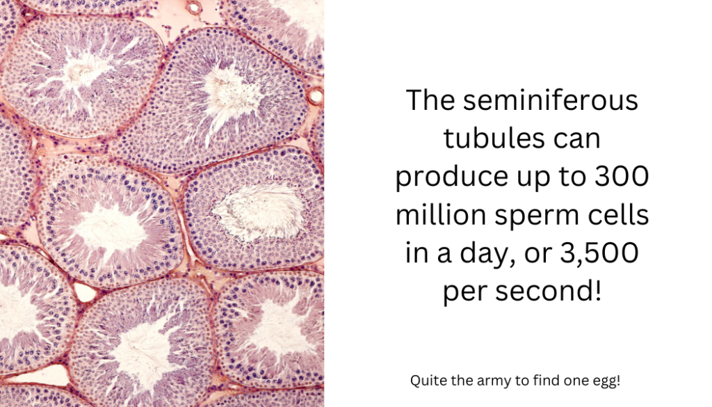 Image of seminiferous tubules that produce sperm