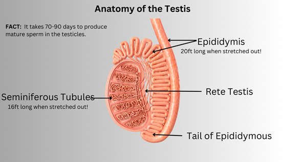Diagram of the Anatomy of the Testis showing the seminiferous tubules, the epididymis, the rete testis, and the epididymis