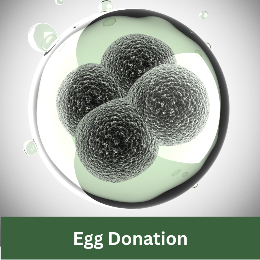 articles about surrogacy and egg donation Article Label - Egg Donation
