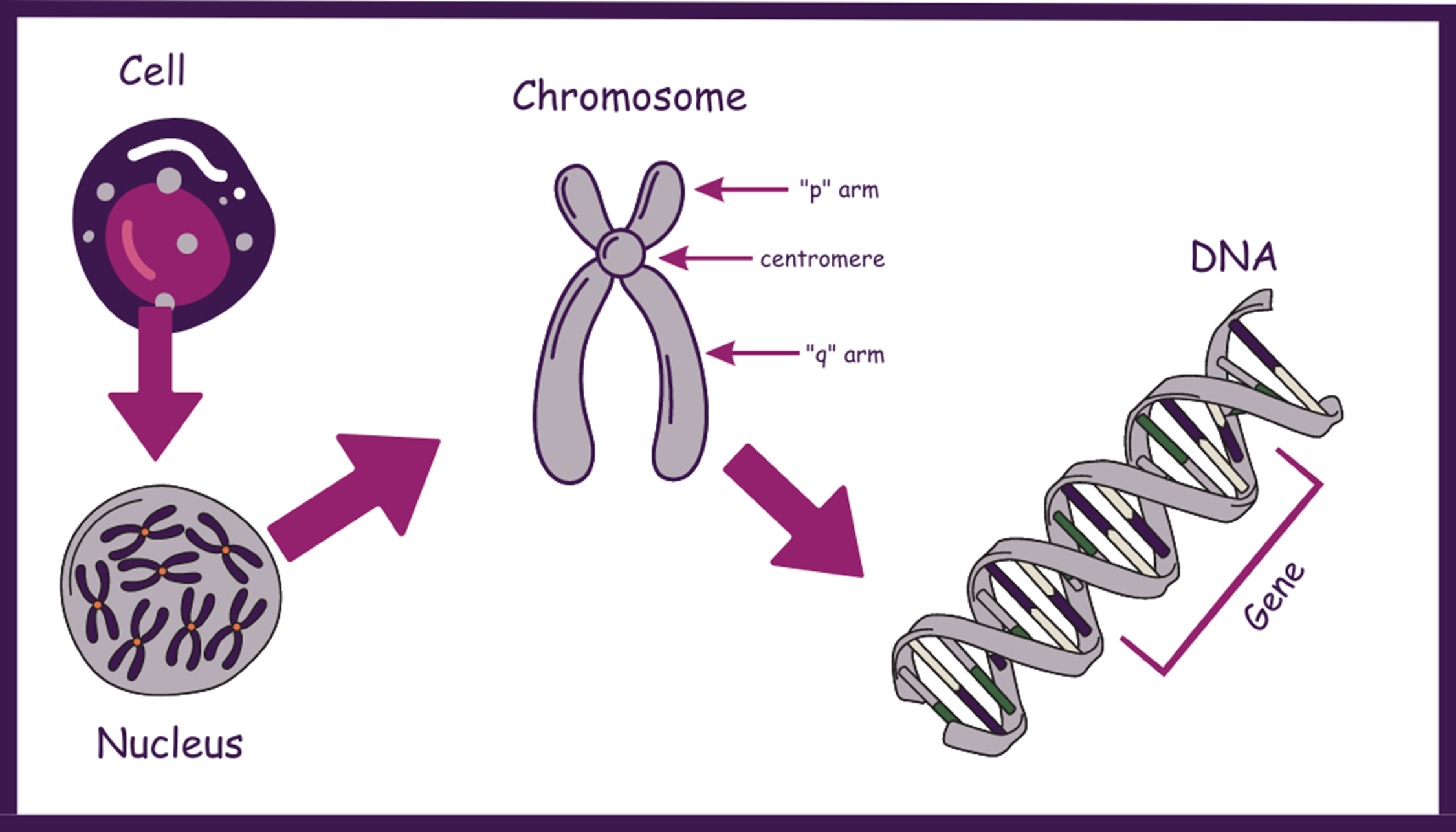 Inverted Y Chromosome image showing the sections of a chromosome, gene, nucleus and cell.