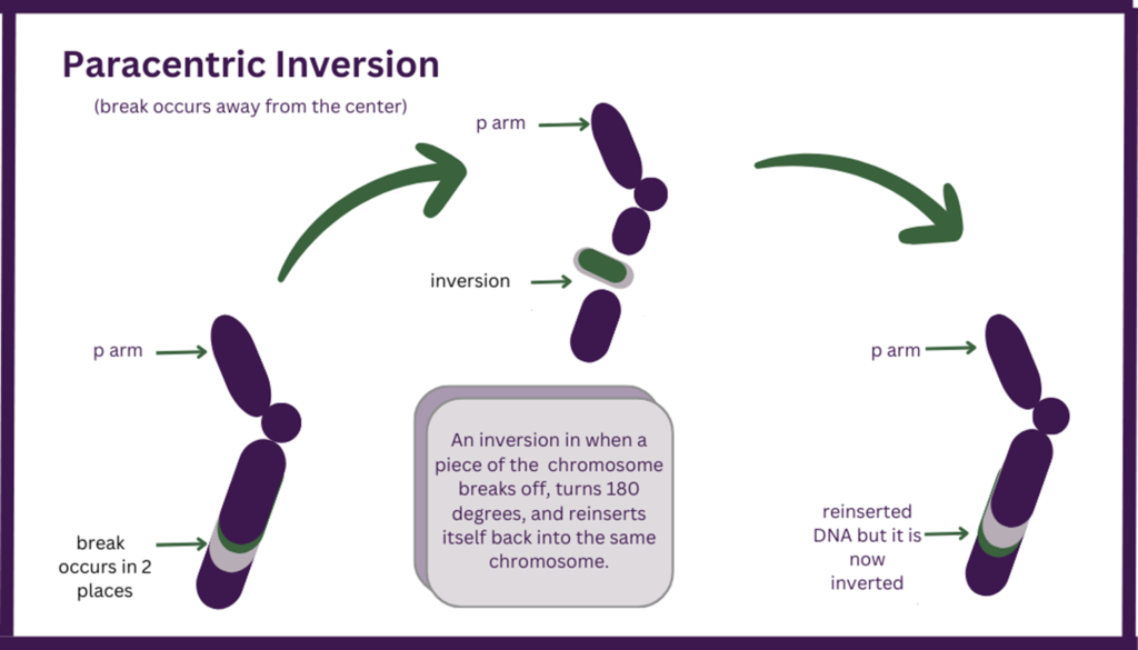 Inverted Y Chromosome crossover paracentric inversion chromosome