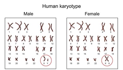 Male and female karyotypes