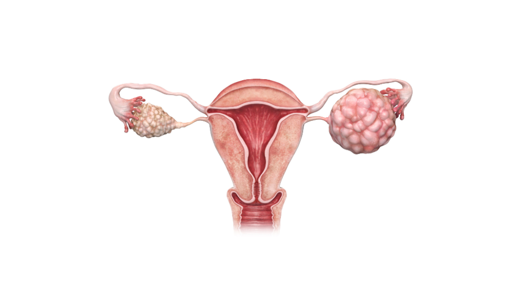 Ovarian enlarged with developing eggs