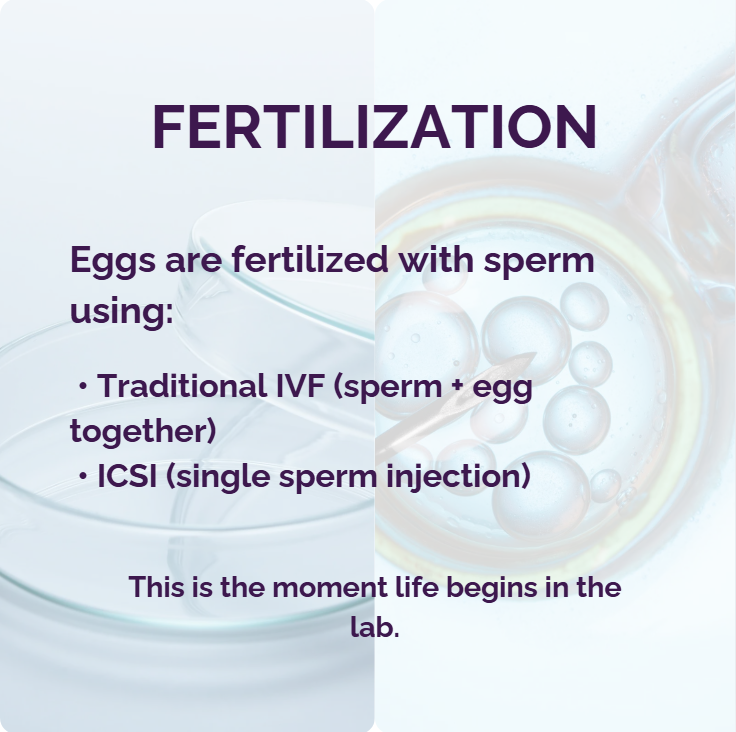 Slide: fertilization