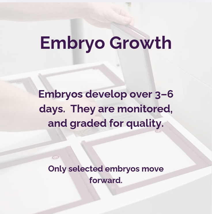 Slide: Embryo Growth
