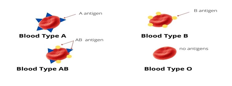 Diagram of different blood cells showing antigens