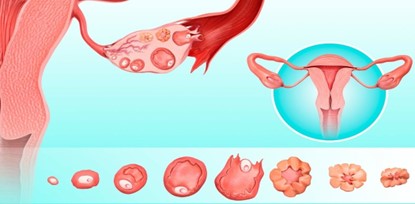 Understanding Reproductive Hormones egg release image