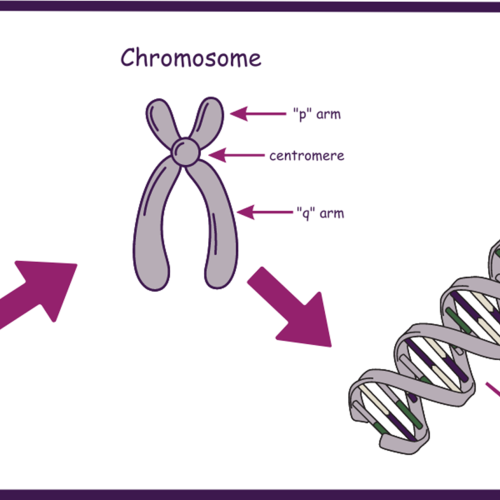 Inverted Y Chromosome image showing the sections of a chromosome, gene, nucleus and cell.