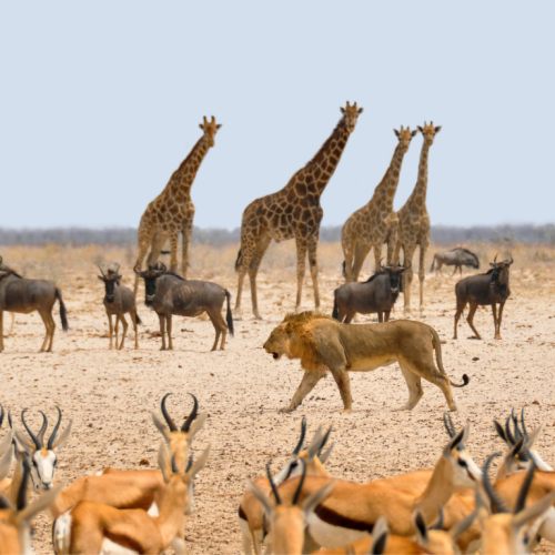 South Africa 2