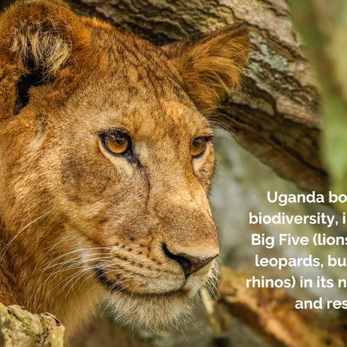 Uganda Lion